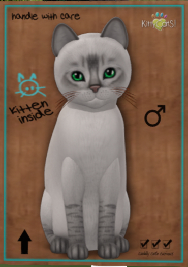 KittyCatS Box - New Born Kitten  252