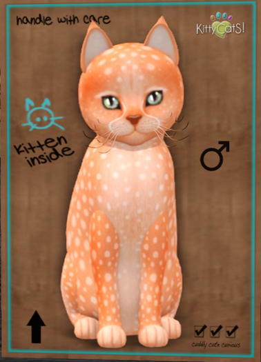 KittyCatS Box - New Born Kitten-Cheetah! - Tangerine