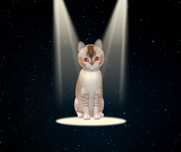 KittyCatS Box - 6T F Burmilla Latte Pomegranate