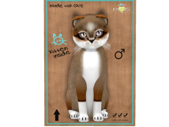 KittyCatS Box - 9 T - M - Foxie - Chestnut