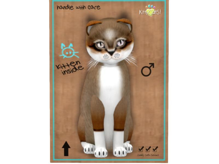 KittyCatS Box - 9 T - M - Foxie - Chestnut