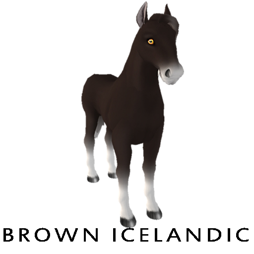 Brown Icelandic I