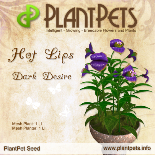 PlantPet Seed [Hot Lips *Dark Desire*] RARE - JUNE SALE