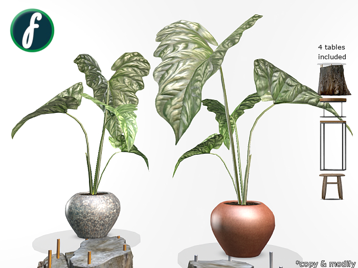 friller Potted Cercestis Plant