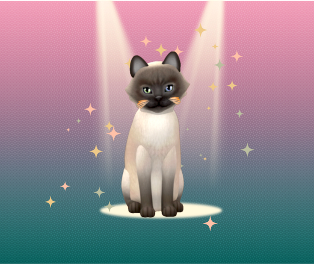 Kittycats Box F Tonkinese - Blue Mink