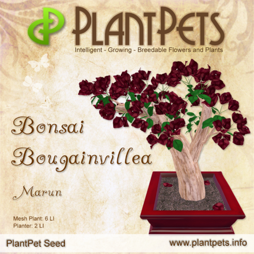 PlantPet Seed [Bonsai Bougainvillea *Marun*] RARE - JUNE SALE