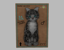 Male Breedable Cat Grey Beige Gengal - Charcoal Genesis Aqua