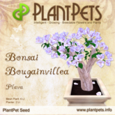 PlantPet Seed [Bonsai Bougainvillea *Plava*]