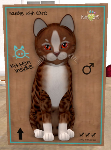 KittyCatS Box - New Born Kitten