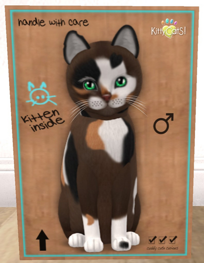 KittyCatS Box - New Born Kitten