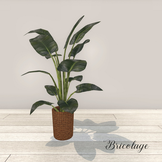 Bricolage Rubber Plant