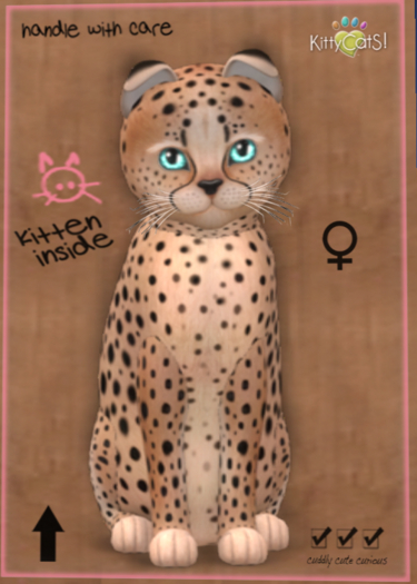 KittyCatS Box - New Born Kitten