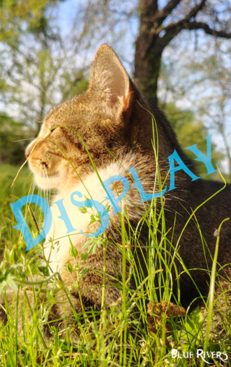 Tabby Cat in the Grass 3