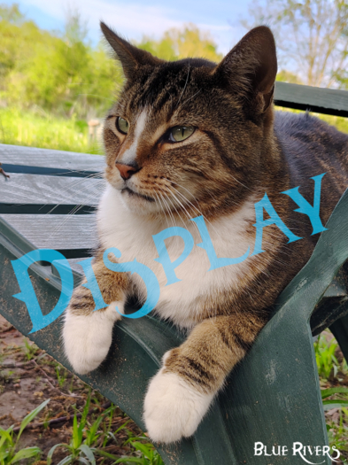 Tabby Cat Chillin'