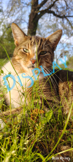 Tabby Cat in the Grass