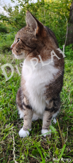 Tabby Cat