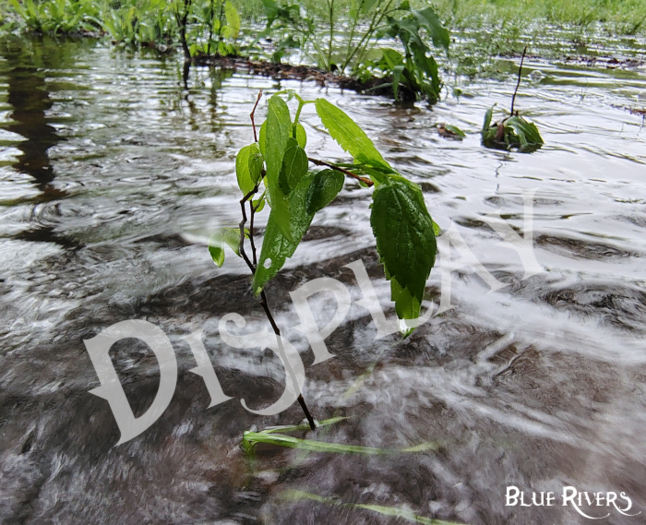 Plant in the water