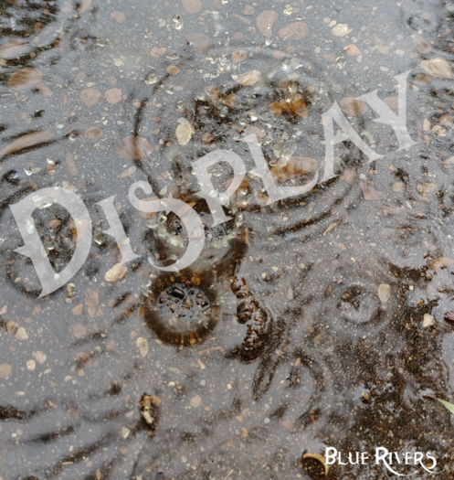 Rain Drops