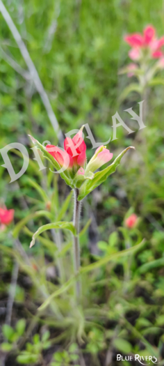 Paintbrush Flower 14