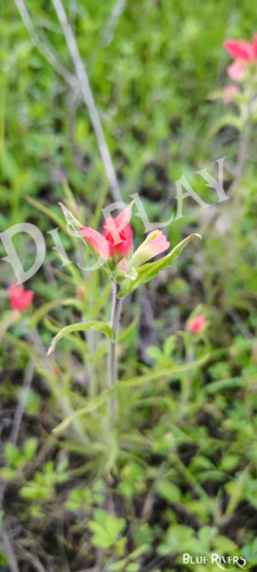 Paintbrush Flower 13