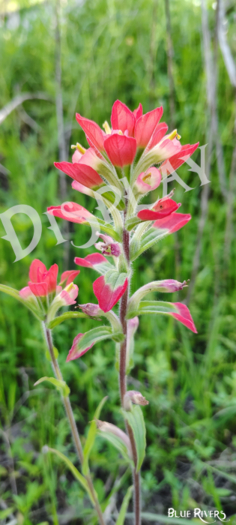 Paintbrush Flower 12