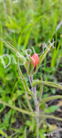 Paintbrush Flower 11