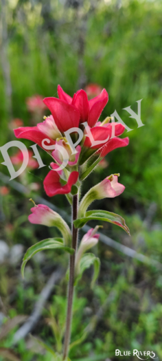 Paintbrush Flower 10