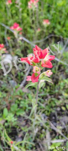 Paintbrush Flower 9