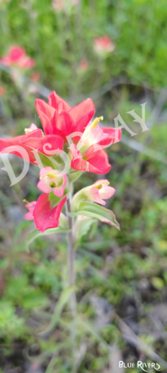 Paintbrush Flower 8