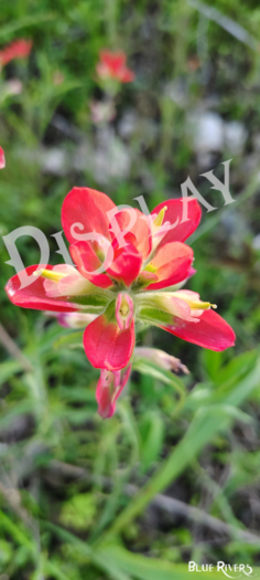 Paintbrush Flower 5