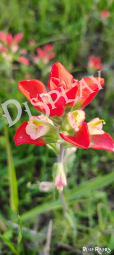Paintbrush Flower 4