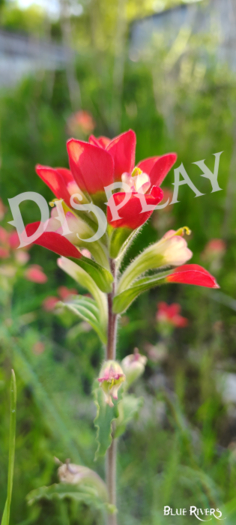 Paintbrush Flower 3