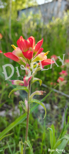 Paintbrush Flower 2