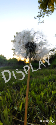 Morning Dandelion