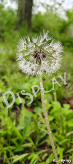 Dandelion Rainy