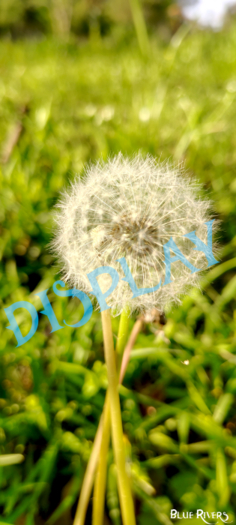 Dandelion in the Sun