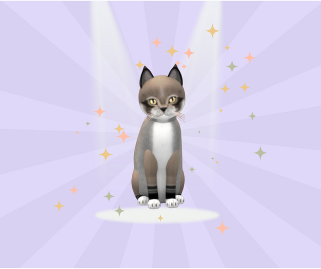 KittyCatS Box - 9T M Foxie - Dust Slate