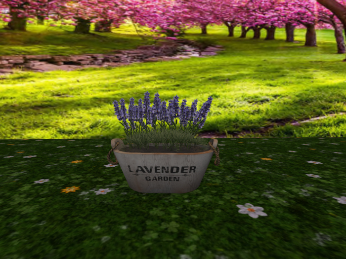 Trough with Lavender