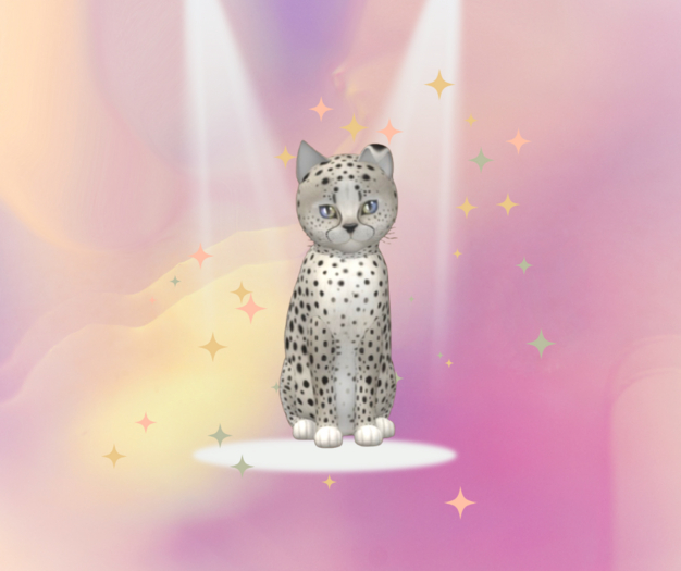 KittyCats M Cheetah! - Maltese Black Chinchilla