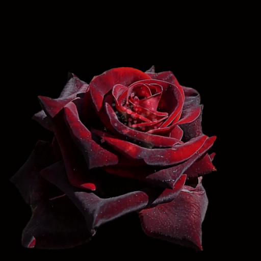 Red rose animated frame