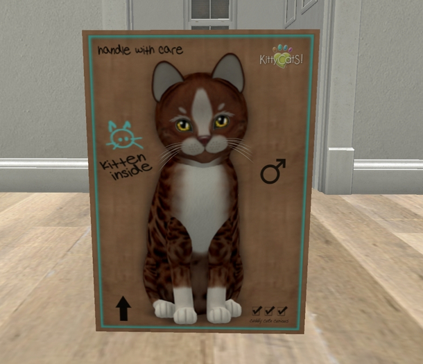 KittyCatS Box - New Born Kitten