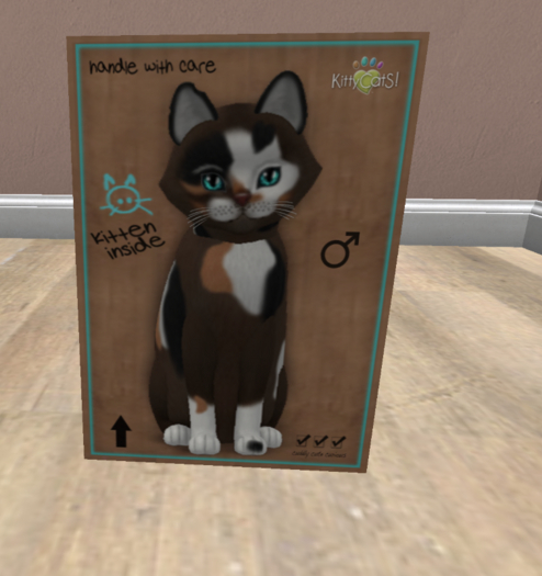 KittyCatS Box - New Born Kitten