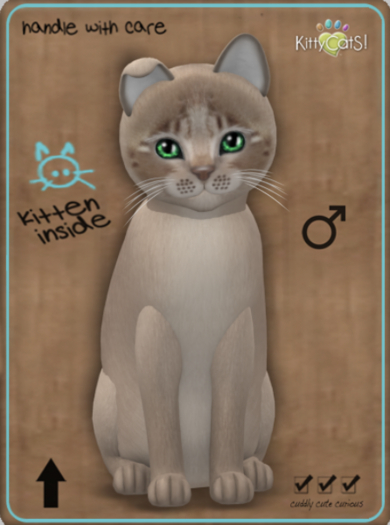 KittyCatS Box - Genesis - Mocha Male Teacup