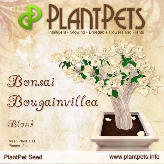 PlantPet Seed [Bonsai Bougainvillea *Blond*] Common