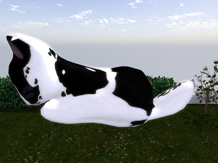 Stray Cats Kitten - Stray Kitty (F)