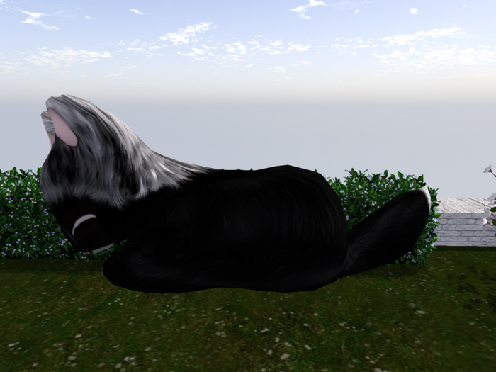 Stray Cats Kitten - Stray Kitty (M)