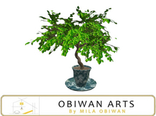 Bonsai Serenity