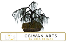 Weeping Zen Dark Willow Bonsai