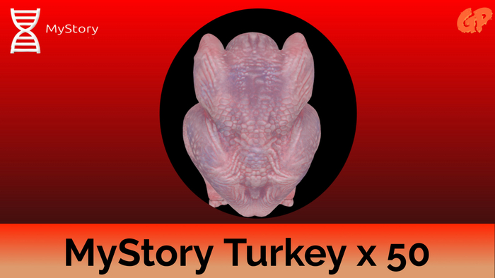 MyStory Turkey x 50