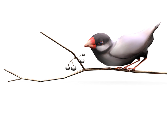 13){anc} little bird / bird (twig) 2Li gray